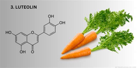 Cannabis Flavonoids What Are And What Do They Do A Complete Guide