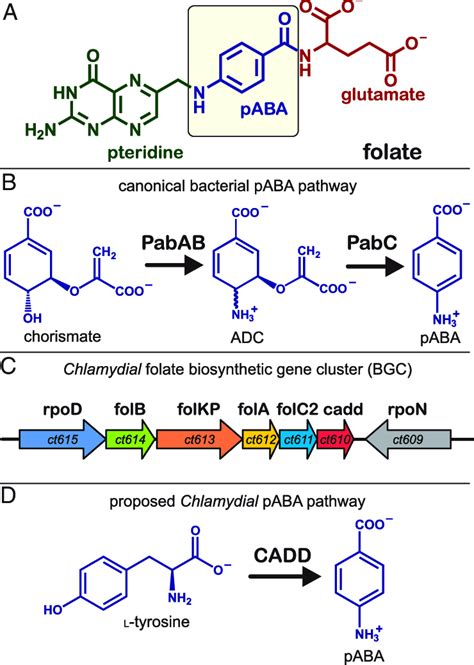 Bacterial strategies for the synthesis of folate. (A) Tripartite ...