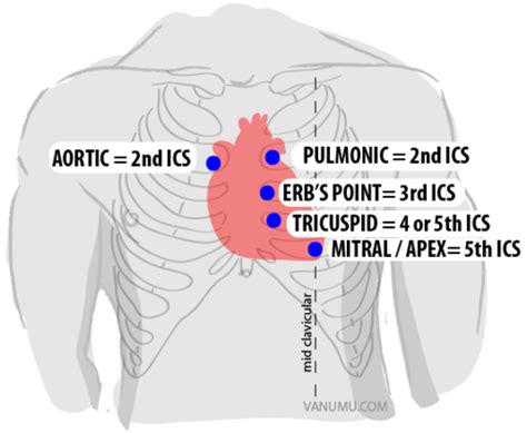 Chap Cardiovascular Assessment Flashcards Quizlet