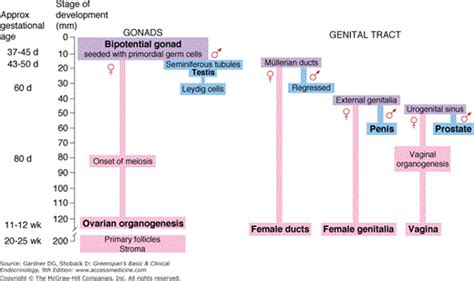 Disorders Of Sex Determination And Differentiation Oncohema Key
