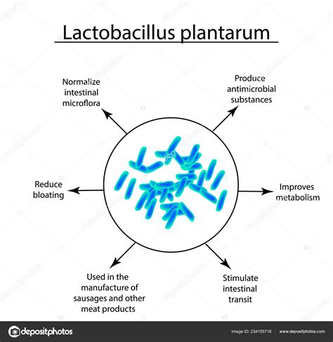 Lactobacillus Plantarum