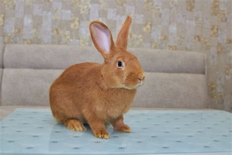 New Zealand Rabbit: Breed Info, Pictures, Temperament & Traits | Hepper ...