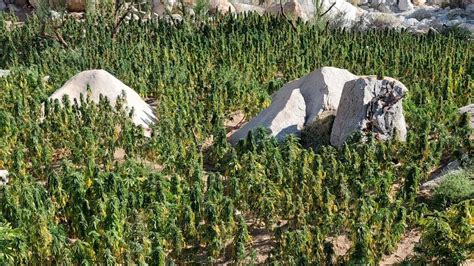 SSC y Sedena destruyen 16 plantíos de mariguana en Baja California