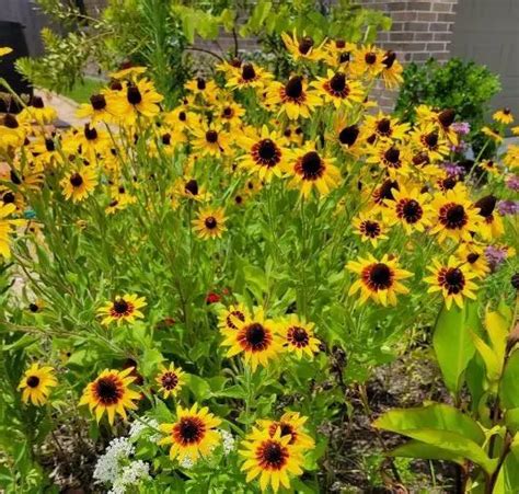 Native And Adapted Plants For The Gulf Coast Gulf Coast Gardening