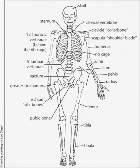 Simple Diagram Of The Skeletal System Skeleton Human Skeleta