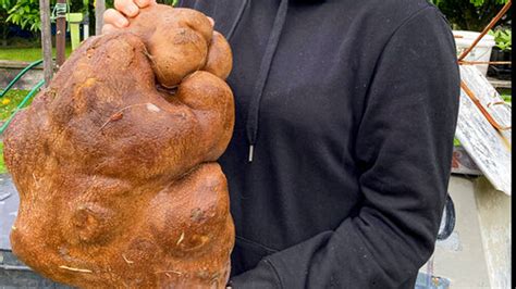 World's heaviest potato contender in New Zealand turns out to be a gourd, Guinness World Records ...