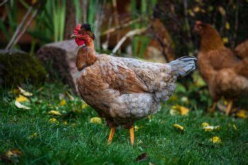 Turken Naked Neck Chicken Breed Info Where To Buy Chicken Chicks Info