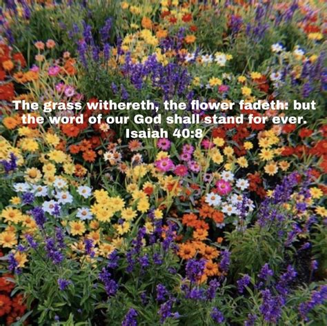 The Grass Where The Flower Fades But The Word Of Our God Shall Stand