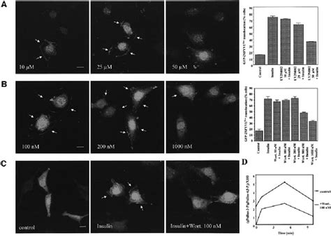 PtdIns 3 P Formation At The Plasma Membrane Is Relatively Resistant To