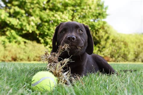 Why Does My Dog Eat Grass? - Bubbles and Bows