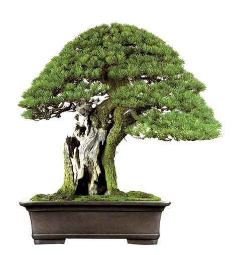 Growing Pine Bonsai – Stone Lantern