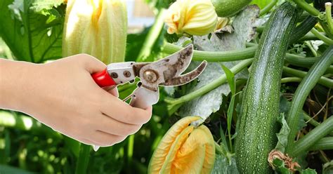 Est Il Possible De Tailler Les Feuilles Envahissantes Des Courgettes Au