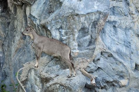 Goral Pictures Az Animals