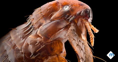 The Frightening Truth About Fleas Moxie Pest Control