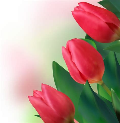 Free Bright Tulips 02 Nohatcc