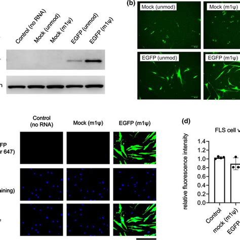 Egfp Mrna Transfection In Mh A Human Fibroblasts Mh A Cells Were