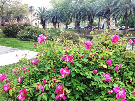 Armstrong Park’s Unexpected Attraction: The Antique Rose Garden