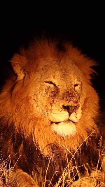 Male Lion, Wounded Lion, Battle. Free Stock Video - Pixabay