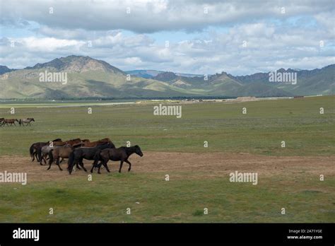 Horses On The Mongolian Manchurian Grassland Stock Photo Alamy