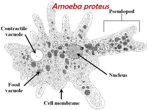 Rhizopoda