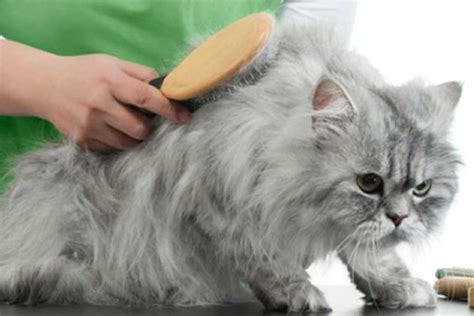 Вычесывание и удаление колтунов у кошек и собак ⋆ ZOOTOP