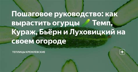 Пошаговое руководство: как вырастить огурцы 🥒 Темп, Кураж, Бьёрн и ...