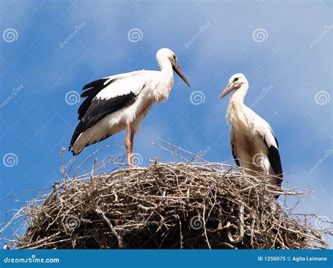 Two Storks In The Nest Stock Image Image Of Summer Couple 1250075