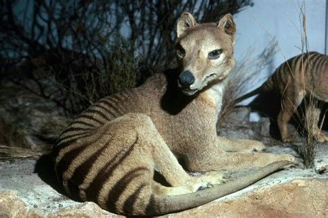 Thylacine taxidermy specimen from the South Australian Museum, formerly ...