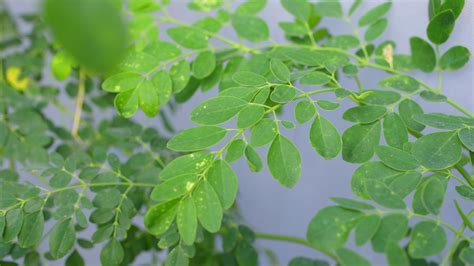 Realzan Propiedades Medicinales De La Moringa Vida Universitaria