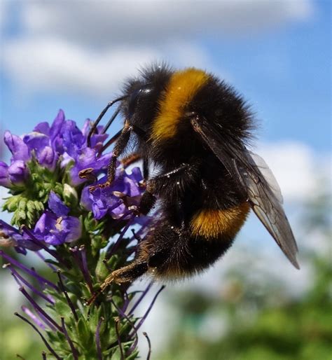 Urban Pollinators The Rise And Fall Of A White Tailed Bumblebee Colony