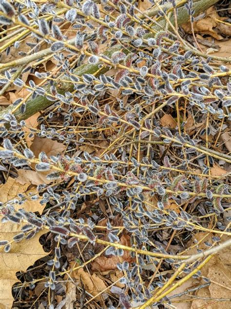 Cutting Back The Pussy Willows The Martha Stewart Blog