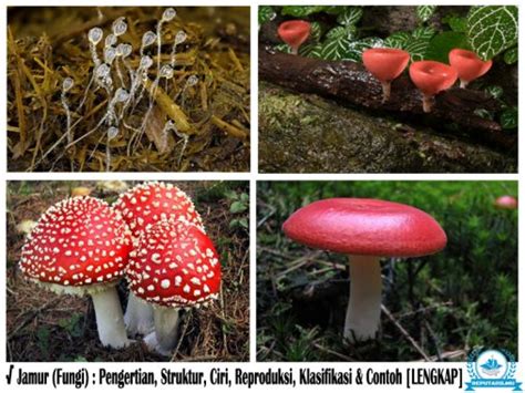 √ Klasifikasi Jamur Fungi Pengertian Struktur Ciri And Contoh