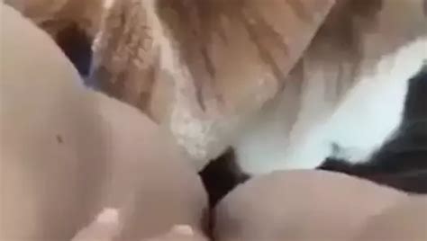 A Ba Tounsia Soumise Humiliation Humiliation Porn XHamster