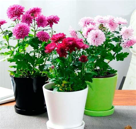 Уход за хризантемой в горшке: простые правила для новичка | Комнатные ...