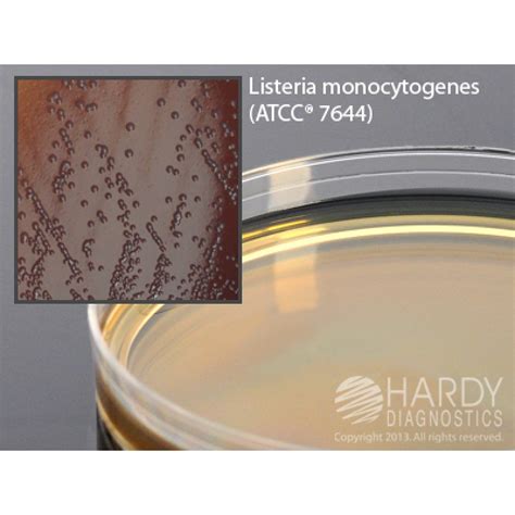 Hardy Diagnostic G92 Dry Culture Media Lpm Agar Plate 90 Day Shelf