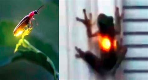 This frog swallowed firefly and became a viral internet sensation | इस ...