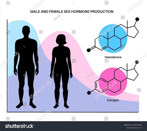 Estrogen Testosterone Level Color Chart Sex Stock Vector Royalty Free