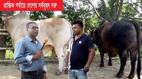 দেশের অন্যতম বড় ষাঁড় গরু পালন করা হচ্ছে প্রান্তিক খামারী রাজু ভাইয়ের