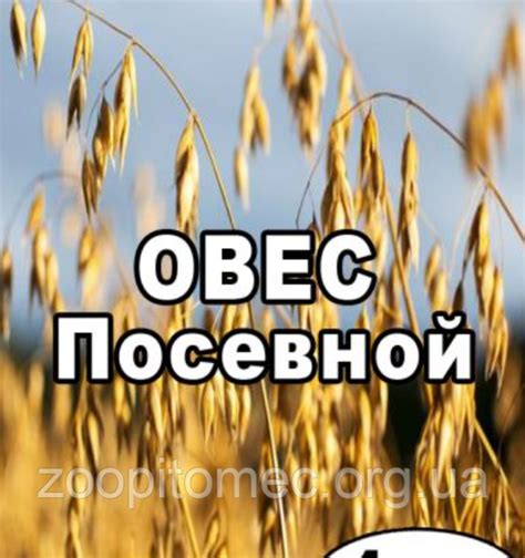 Овес на розвіс, 1 кг: продажа, цена в Киеве, Украине. корми та ласощі ...