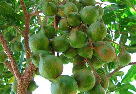 Интересные факты об орехах Макадамия. Целебные свойства австралийского ...