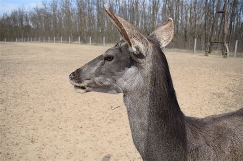 Deer Spring Nature Free Photo On Pixabay Pixabay