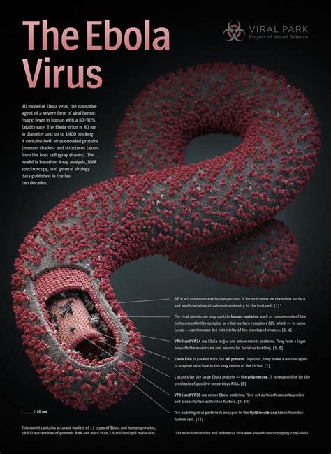 Así Es El Virus Del Ébola Infografías Multimedia Sinc