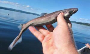 Dwarf Lantern Shark: Smallest Shark in the World