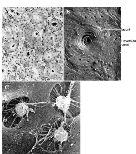 A-C Ultrastructure of bone. A Light microscope image of a ground ...