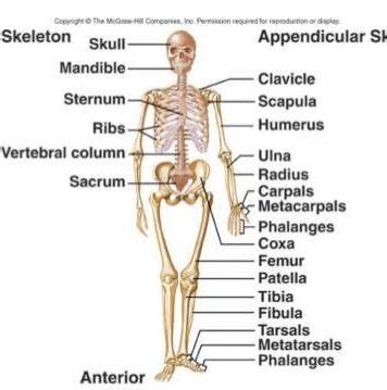 206 Bones of the body diagram | Healthiack