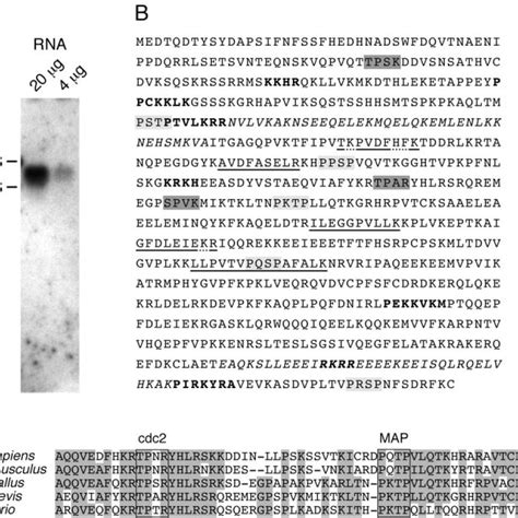 Molecular Cloning Of Tpx2 A Northern Blot Of Total Xenopus Egg Rna Download Scientific