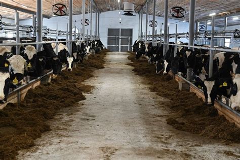 В Бурятии появится племенной репродуктор для выращивания КРС ...