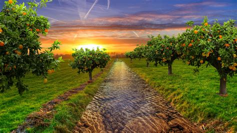 pine tree orchard 2