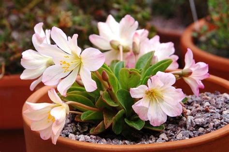 Левизия: посадка и уход в открытом грунте, выращивание из семян, фото