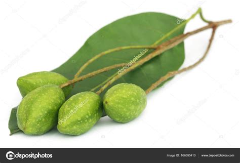 Fresh green medicinal haritaki fruits Stock Photo by ©bdspn74 166695410